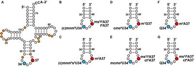 A tRNA modification pattern that facilitates interpretation of the genetic code
